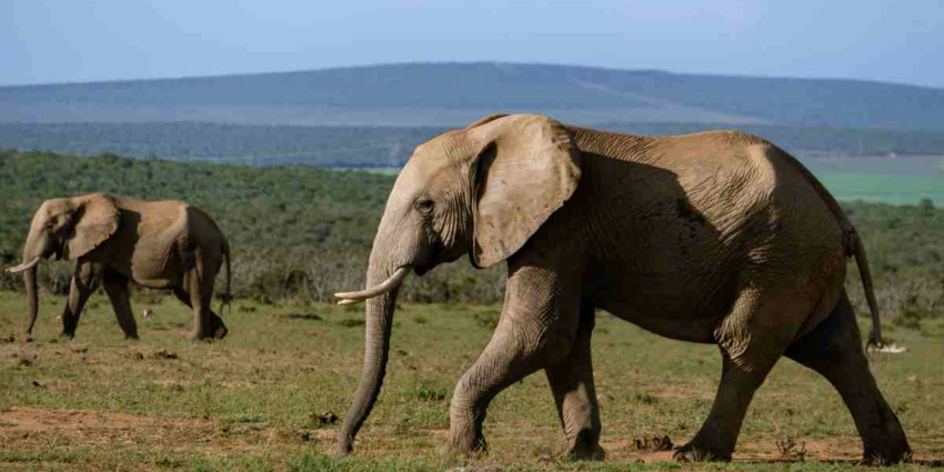 "Gabon : un célèbre chasseur de trophées américain tué par des éléphants"