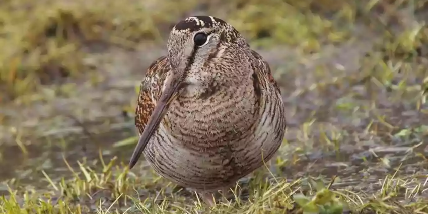 "Grand froid : pourquoi laisser la bécasse tranquille est un devoir"