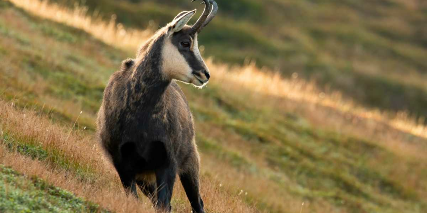 "Alpes-Maritimes : le président de chasse et le garde condamnés pour braconnage de chamois"