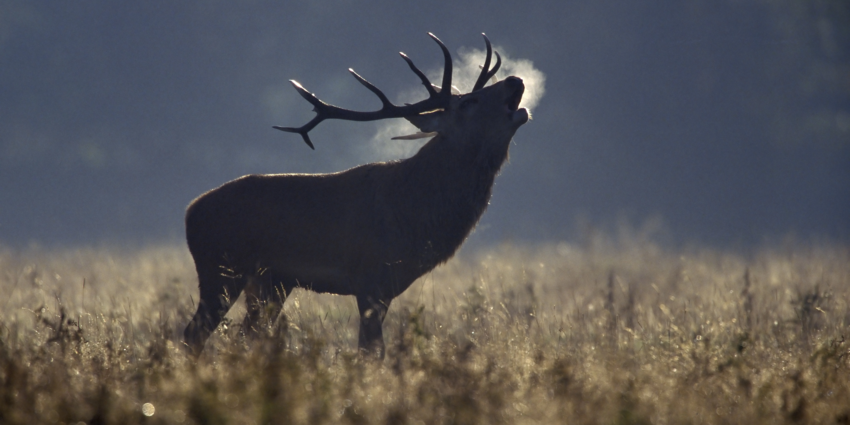 "Corrèze : le brame du cerf, entre tradition et gestion raisonnée"