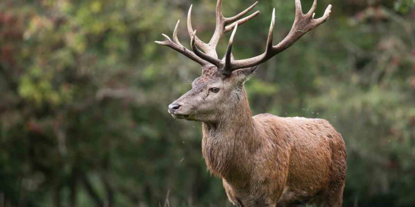 "Haute-Savoie : bois sciés et cuisseaux volés, un cerf massacré pour sa viande"