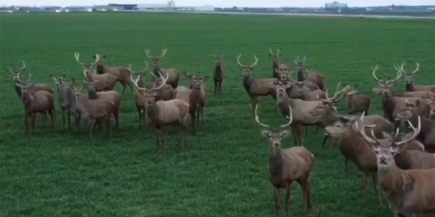 Une harde de cerfs filmée dangereusement par un drone près d’une nationale (vidéo)