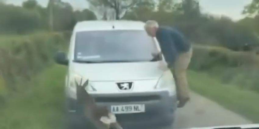 Un chevreuil complètement « cuit » fonce sur tout ce qui bouge