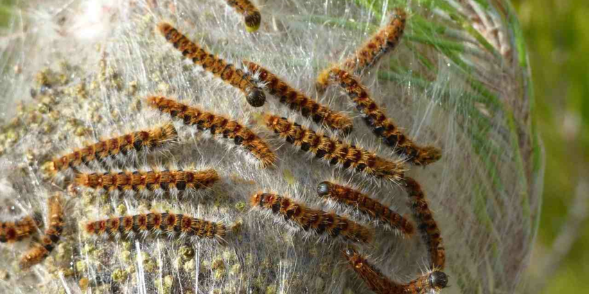 "Loire-Atlantique : les chasseurs tirent sur les nids de chenilles pour sauver les chiens"