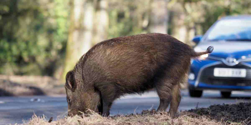 "Seine-et-Marne : Un sanglier chute d'un viaduc SNCF et s'écrase en pleine rue"