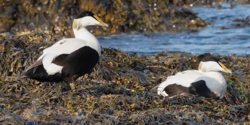 Les scientifiques inquiets au chevet de l'eider à duvet