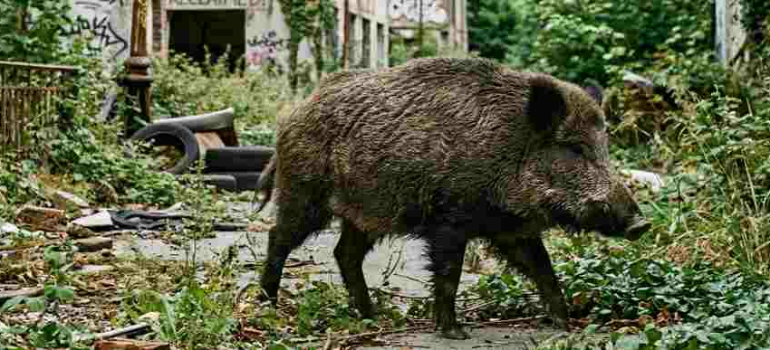 " Fukushima : quand la nature transforme les cochons domestiques en sangliers sauvages"