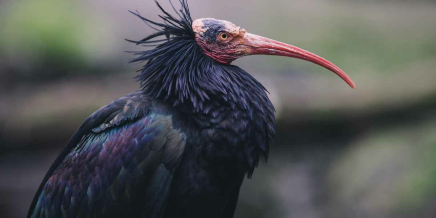 "Ariège : deux ibis chauves aperçus en vallée de Vicdessos, une halte migratoire exceptionnelle"