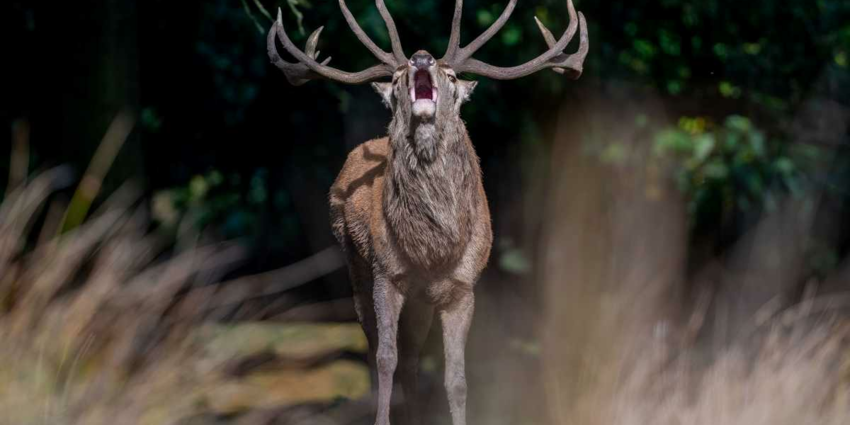 "Maladie du cerf zombie : la menace se rapproche-t-elle de la France ?"