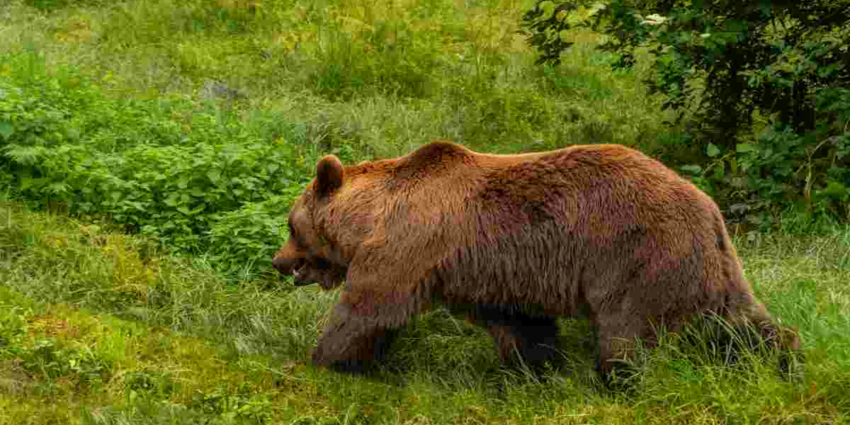 "Ariège : 570 animaux tués, l'ours continue d'étouffer le pastoralisme"