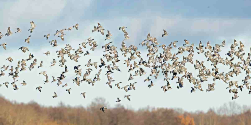 "Migration 2025 : les palombes prêtes pour le grand départ !"