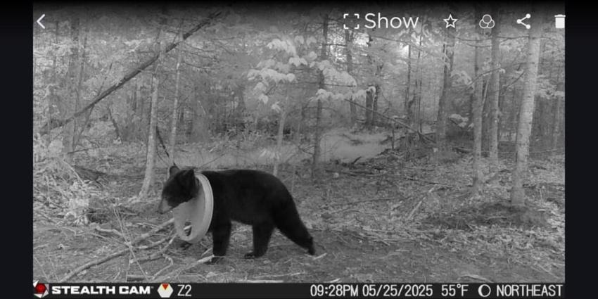 Michigan : un ours noir survit pendant deux ans avec un couvercle en plastique coincé autour du cou