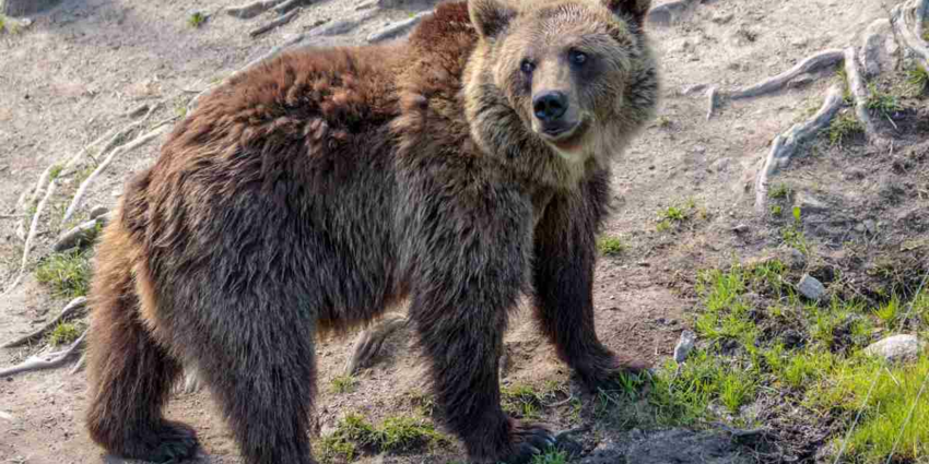 "En Espagne, des ours équipés de colliers GPS pour éviter les conflits avec l’homme"