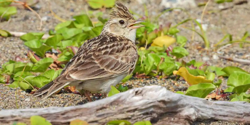 "Le Conseil d’État suspend encore la chasse aux pantes"