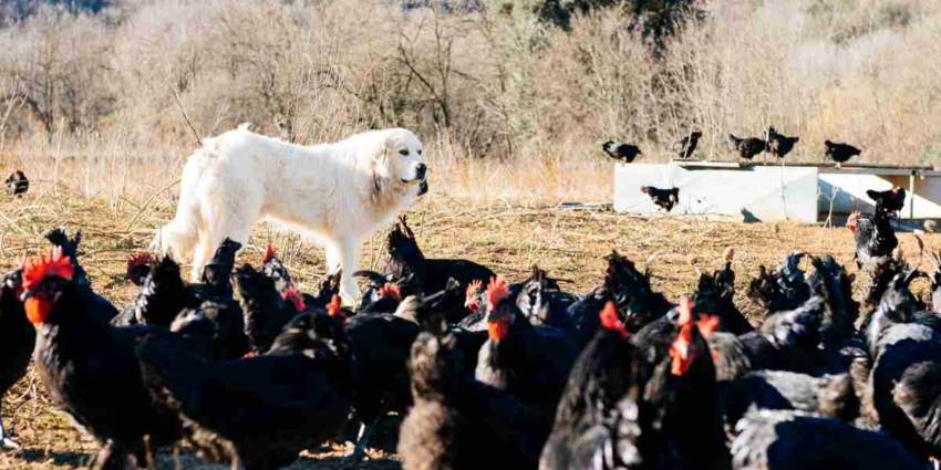 "Hautes-Alpes : un randonneur grièvement blessé par des patous, la montagne sous tension"
