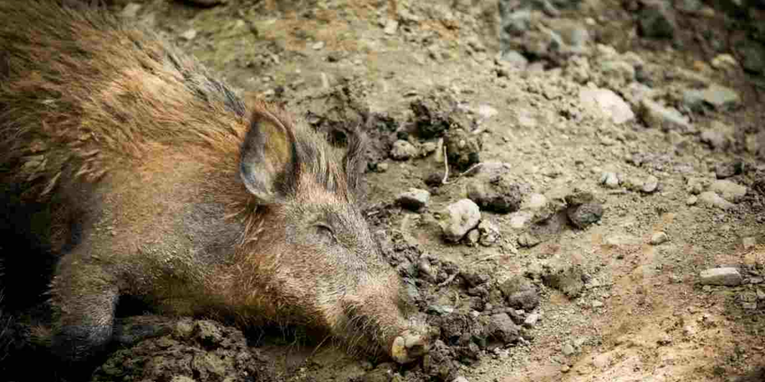"Catalogne : l'armée déployée en urgence contre la Peste Porcine, la frontière française sous tension"