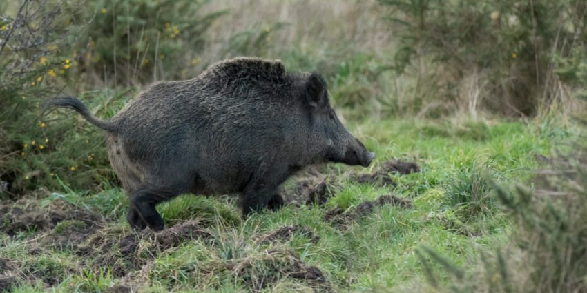 "Peste Porcine Africaine : le virus persiste à 150 km des frontières françaises"