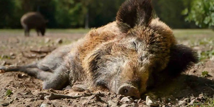 "Suède : comment les chasseurs ont vaincu la Peste Porcine en quelques mois"