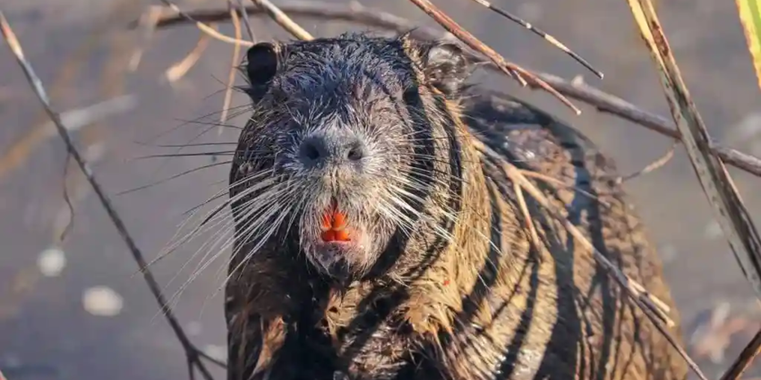 " Lyon : Ragondins contre écolos, la guerre des nerfs est déclarée à la Confluence"