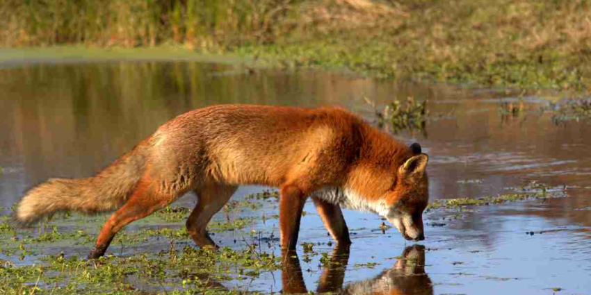 "Aude : les piégeurs, acteurs essentiels de la régulation et du maintien du classement ESOD"