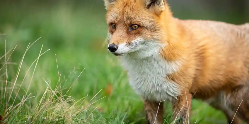 "Dégâts d'ESOD : pourquoi les chiffres officiels sont-ils largement sous-évalués ?"