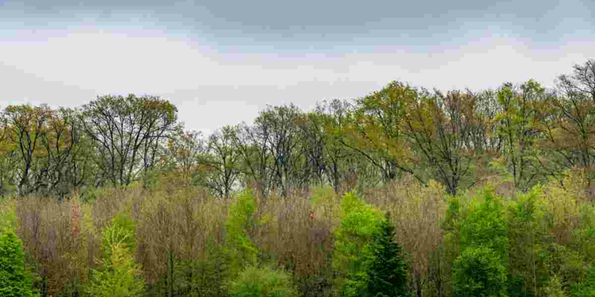 "Forêt de Dreux l'ONF retire le rideau de vènerie malgré son succès technique"