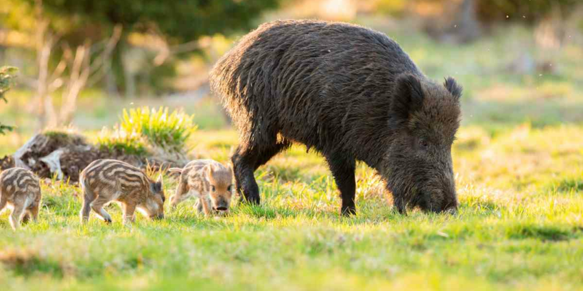 "Moselle : les dégâts de sangliers ravivent les tensions entre agriculteurs et chasseurs"
