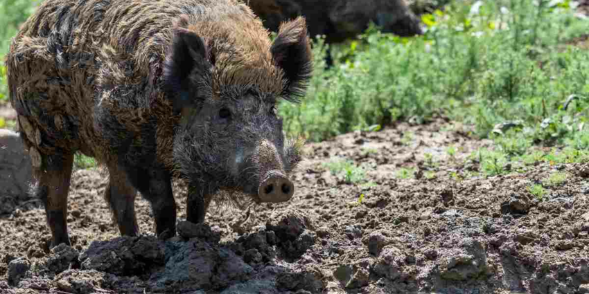 "Ille-et-Vilaine : un bois racheté par des écologistes pour y interdire la chasse, la colère gronde"