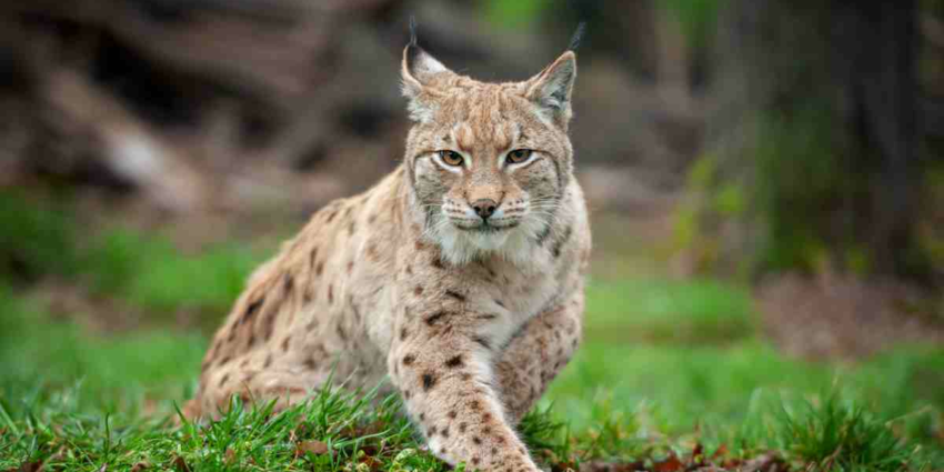 "Doubs : sauvetage périlleux d'un lynx piégé dans une pisciculture à Cusance"
