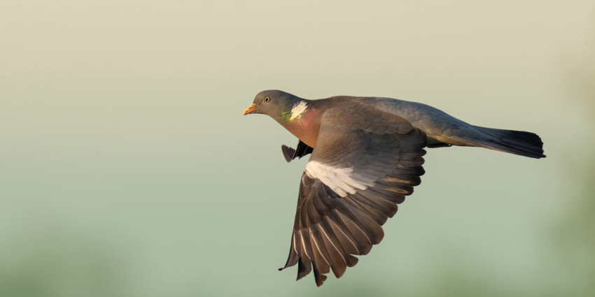 "Sud-Ouest : l’avenir de la chasse à la palombe menacé ?"