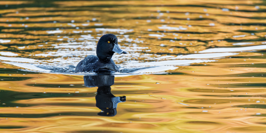 "Fuligule milouin : une réouverture très encadrée dès le 1er octobre"