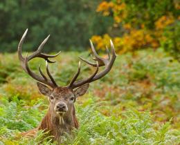 Chasse du cerf au 1er juin : ce que le projet prévoit vraiment