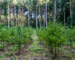 "Équilibre forêt-gibier : l’accord inédit entre la FNC et le CNPF"