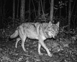 "L'Allemagne autorise de nouveau la régulation du loup face aux dégâts sur les troupeaux"
