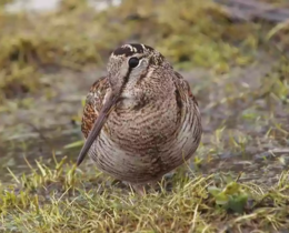 "Grand froid : pourquoi laisser la bécasse tranquille est un devoir"