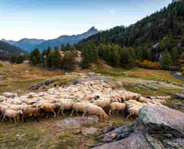 "Haute-Marne : l'hécatombe continue, 800 brebis victimes du loup en un an"