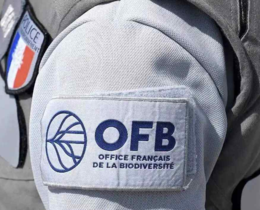 "Camargue : l'OFB dresse le bilan de l'opération massive Delta"