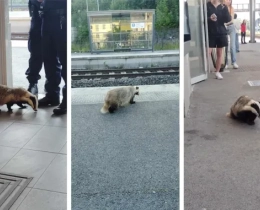 Montbéliard : un blaireau en goguette s’invite à la gare