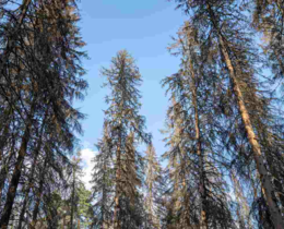 "Forêt de Jumièges : un mirador incendié, la folie anti-chasse frôle la catastrophe"