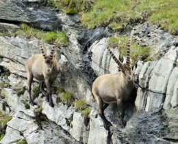 "Alpes : le chamois et le bouquetin ne vivent plus le même avenir"
