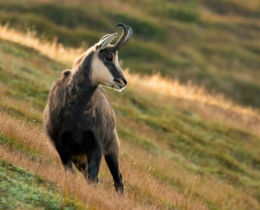 "Alpes-Maritimes : le président de chasse et le garde condamnés pour braconnage de chamois"