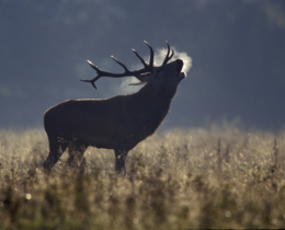 "Corrèze : le brame du cerf, entre tradition et gestion raisonnée"