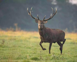 “Cerf et chevreuil bientôt classés nuisibles ? L’ONF met la pression”