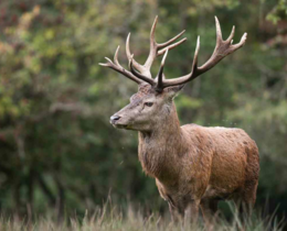 "Haute-Savoie : bois sciés et cuisseaux volés, un cerf massacré pour sa viande"