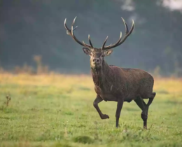 "Le gouvernement tranche : les cerfs et biches ne seront pas classés nuisibles"