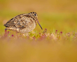 "Migration Bécasse : un pic d'observations confirmé pour ce début décembre 2025"