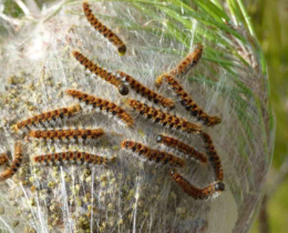 "Loire-Atlantique : les chasseurs tirent sur les nids de chenilles pour sauver les chiens"