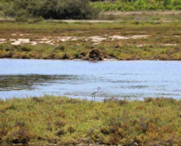 "Landes : les chasseurs officiellement reconnus comme acteurs clés du climat"