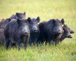 "Nord : les chasseurs appelés à prélever 4 500 sangliers cette saison"