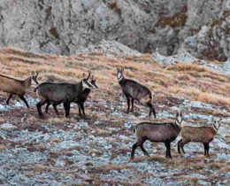 "Doubs : les chasseurs comptent les chamois sous l'œil critique de l’ASPAS"